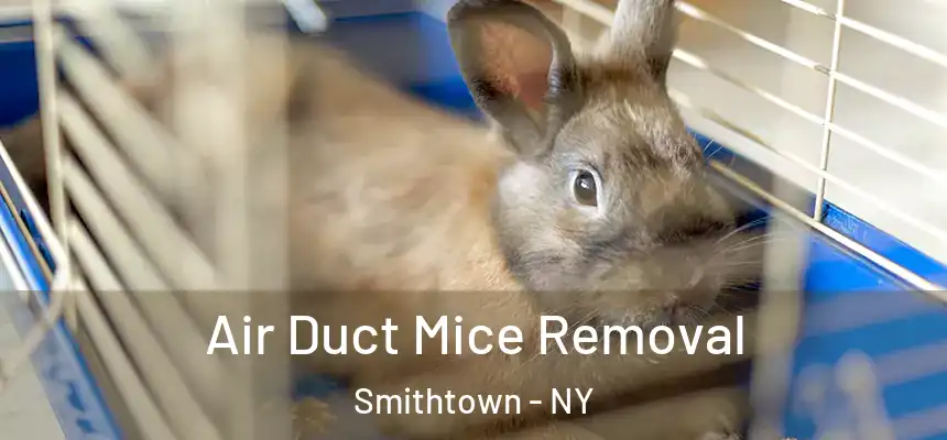 Air Duct Mice Removal Smithtown - NY